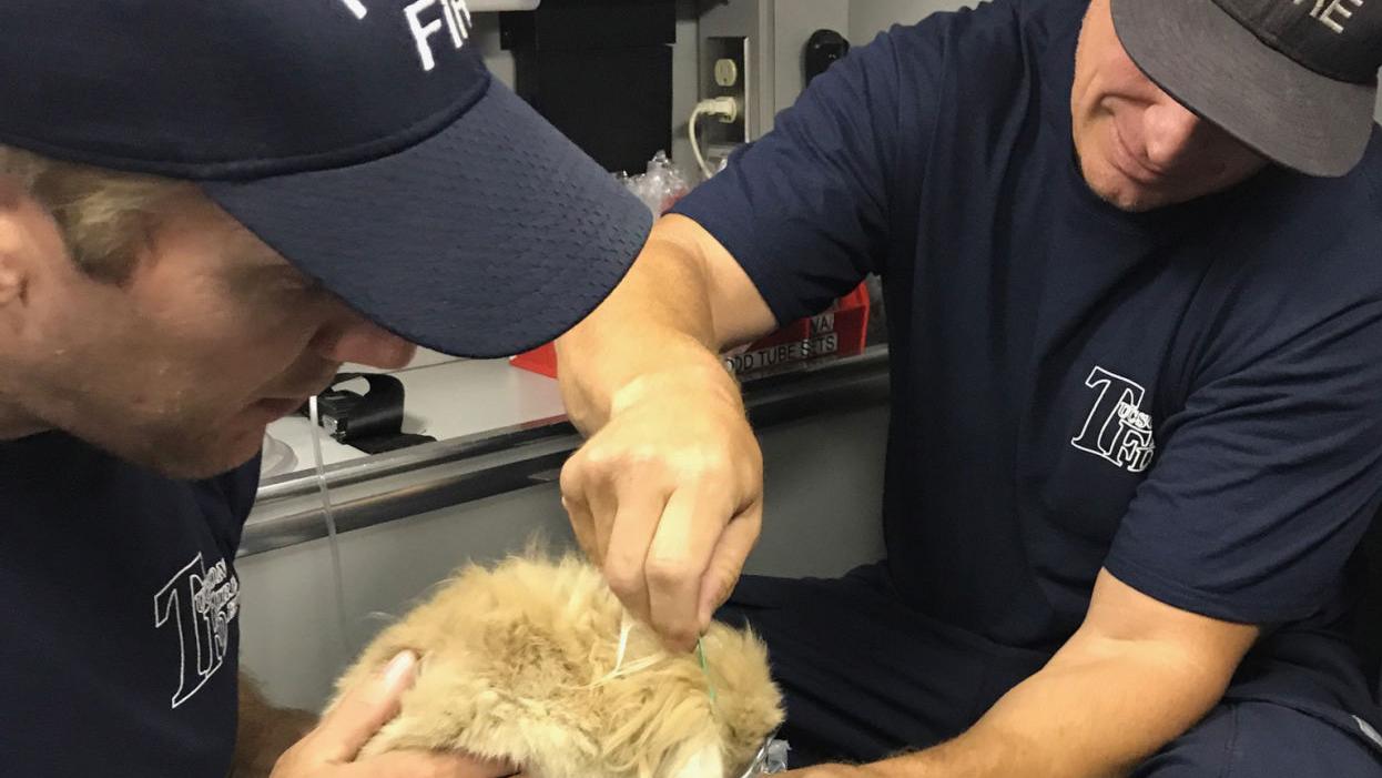 Tucson firefighters save 4 rabbits in fire caused by burning weeds